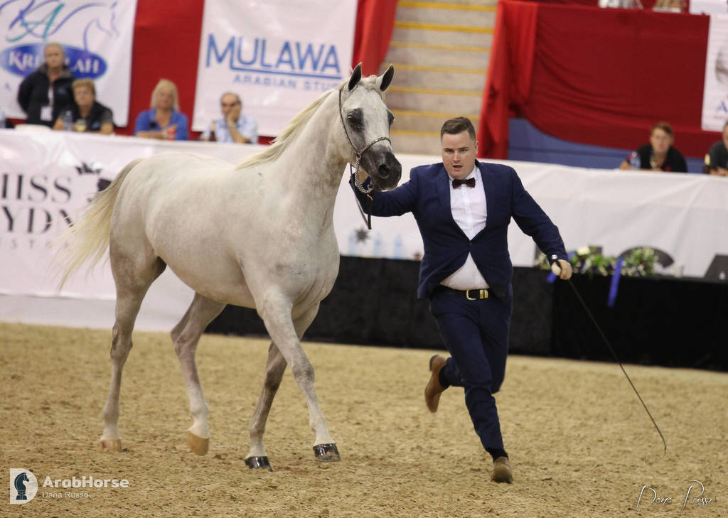 Australian Arabian National Championships 2018