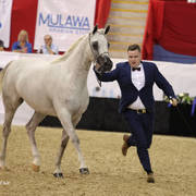 Australian Arabian National Championships 2018