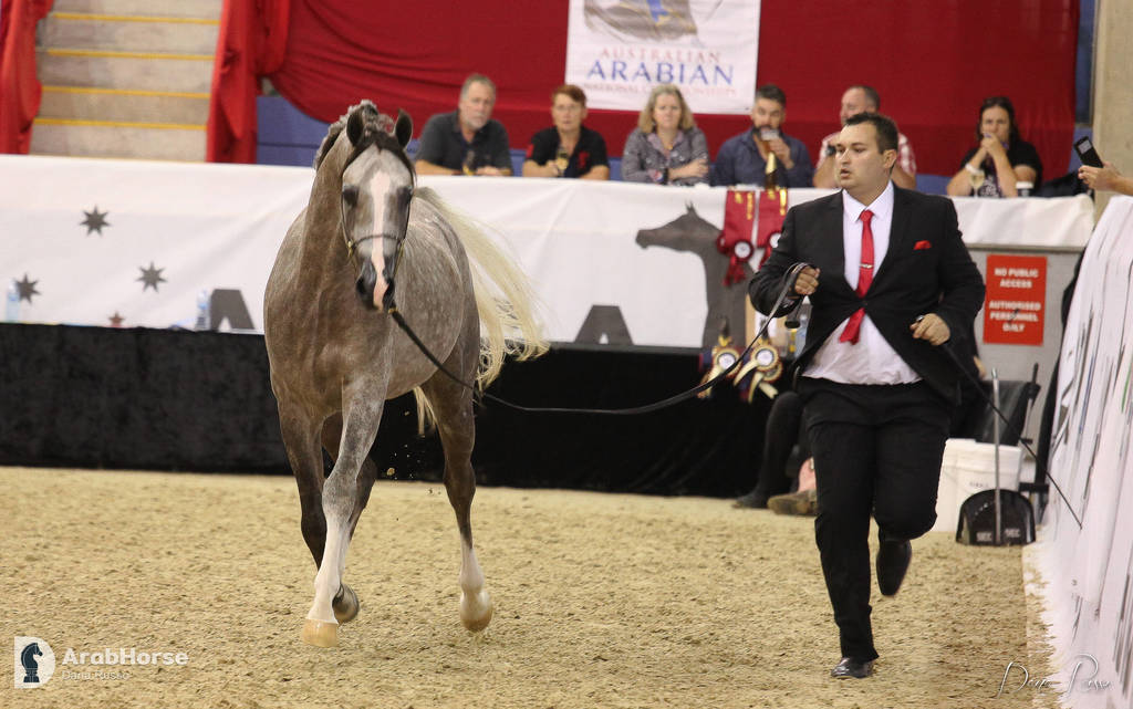Australian Arabian National Championships 2018
