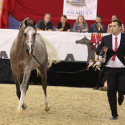 Australian Arabian National Championships 2018