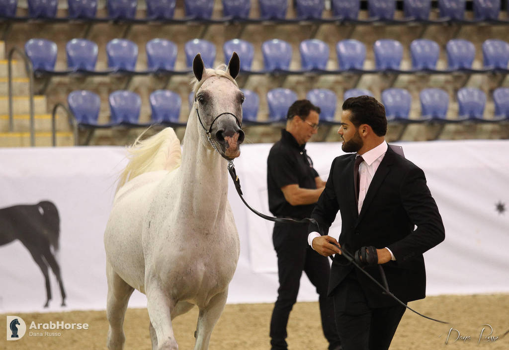 Australian Arabian National Championships 2018