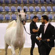 Australian Arabian National Championships 2018