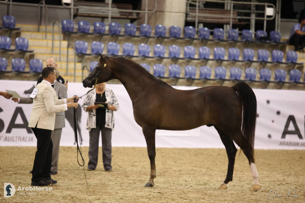 Australian Arabian National Championships 2018