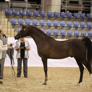 Australian Arabian National Championships 2018