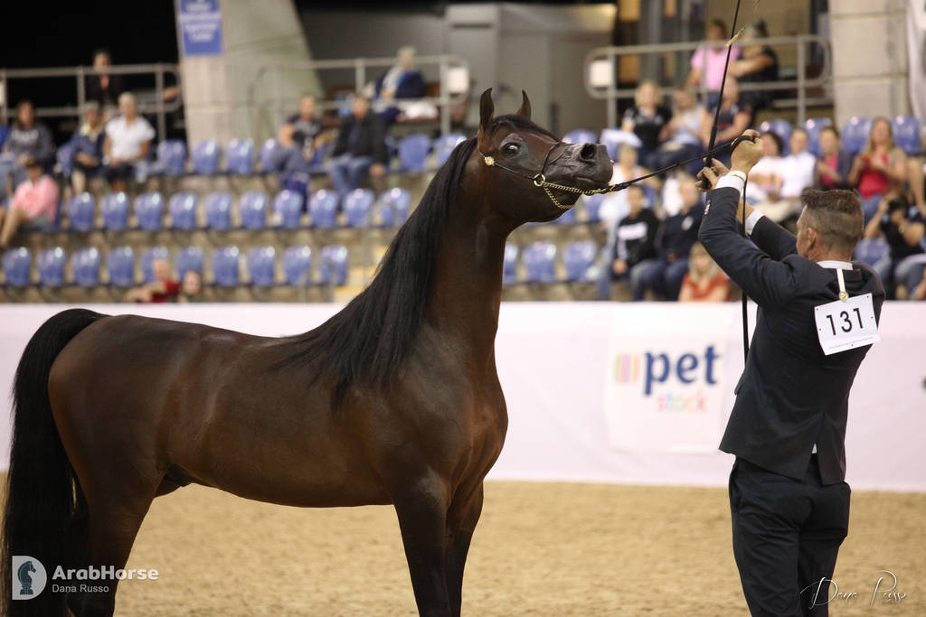 Australian Arabian National Championships 2018