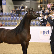 Australian Arabian National Championships 2018