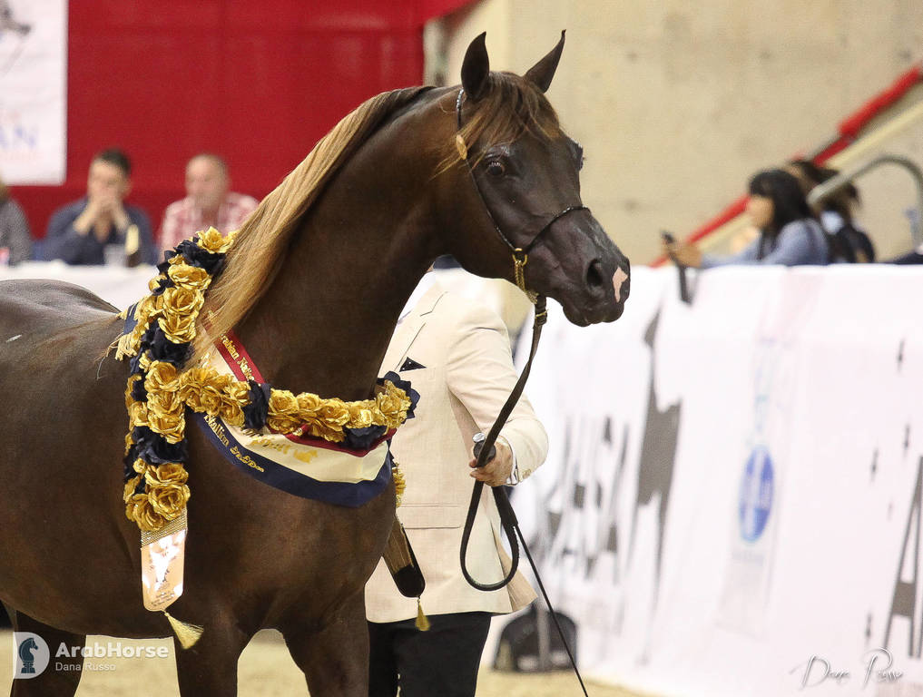 Australian Arabian National Championships 2018
