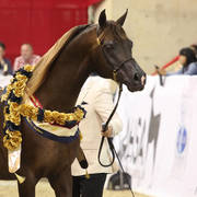 Australian Arabian National Championships 2018