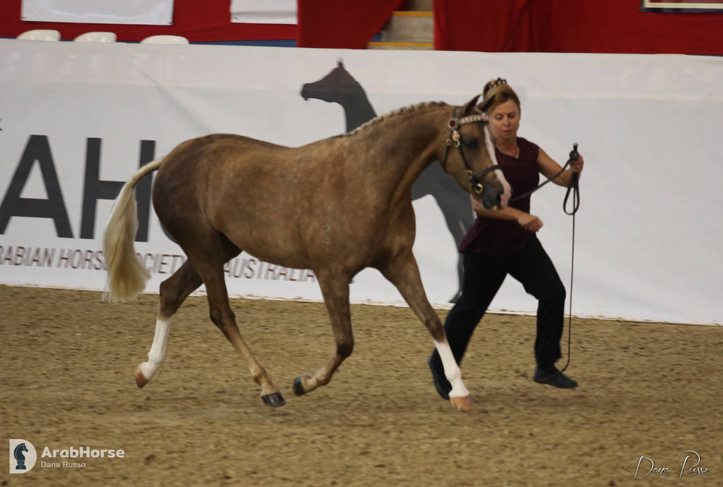 Australian Arabian National Championships 2018