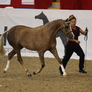 Australian Arabian National Championships 2018