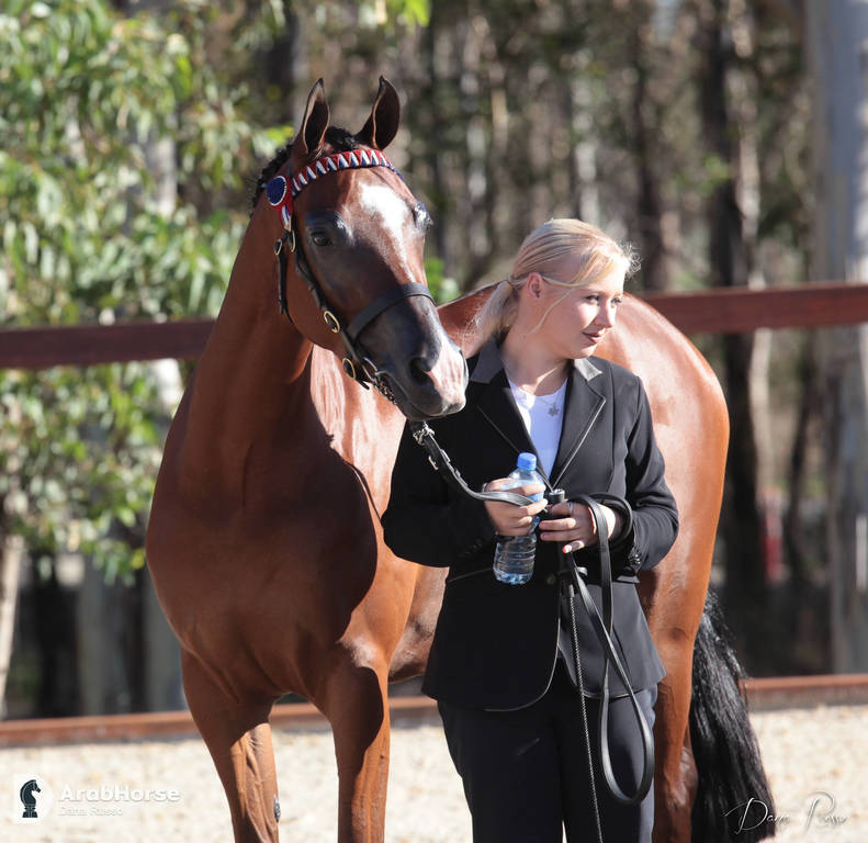 Australian Arabian National Championships 2018