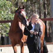 Australian Arabian National Championships 2018
