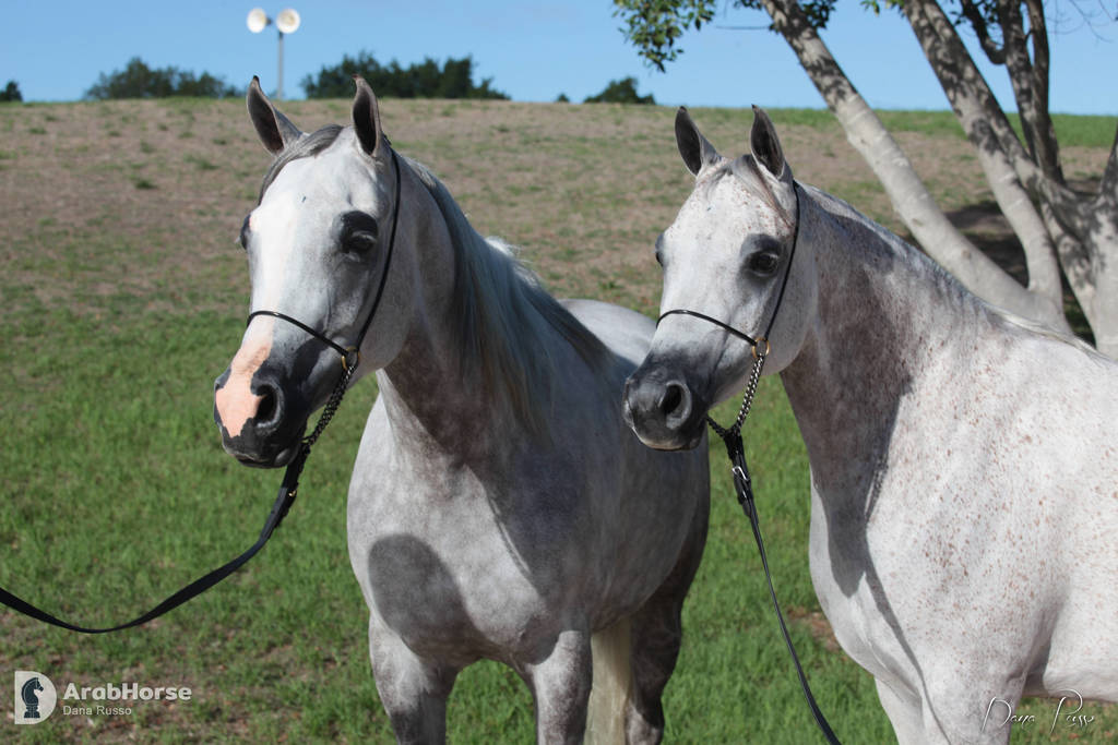 Australian Arabian National Championships 2018