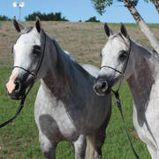 Australian Arabian National Championships 2018