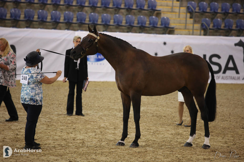 Australian Arabian National Championships 2018