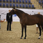 Australian Arabian National Championships 2018