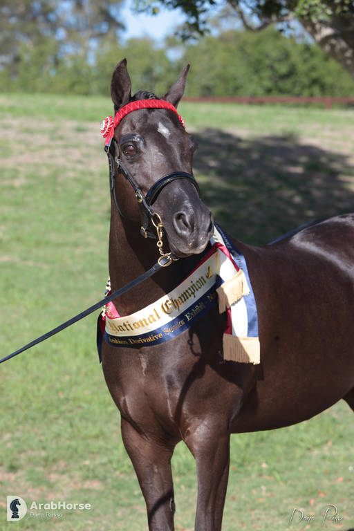 Australian Arabian National Championships 2018