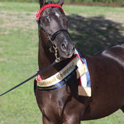 Australian Arabian National Championships 2018