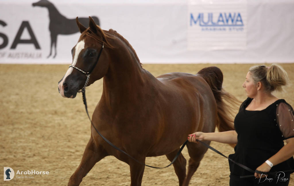 Australian Arabian National Championships 2018