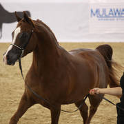Australian Arabian National Championships 2018