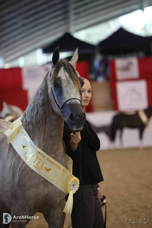 Australian Arabian National Championships 2018
