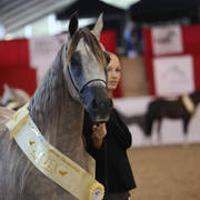 Australian Arabian National Championships 2018
