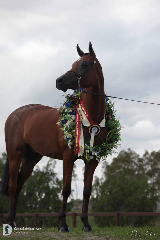 Australian Arabian National Championships 2018