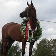 Australian Arabian National Championships 2018