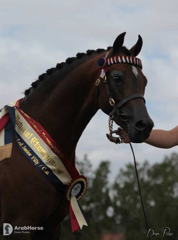 Australian Arabian National Championships 2018