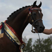 Australian Arabian National Championships 2018