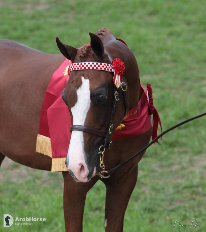 Australian Arabian National Championships 2018