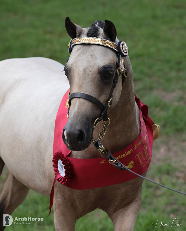 Australian Arabian National Championships 2018