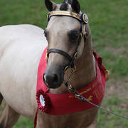 Australian Arabian National Championships 2018