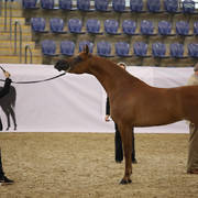 Australian Arabian National Championships 2018