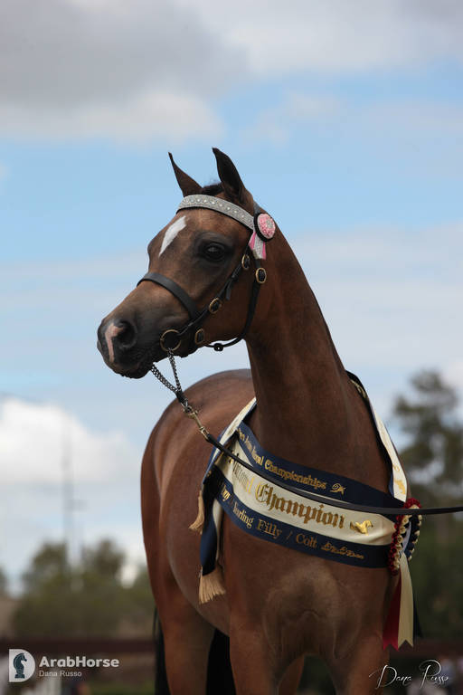 Australian Arabian National Championships 2018