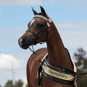 Australian Arabian National Championships 2018