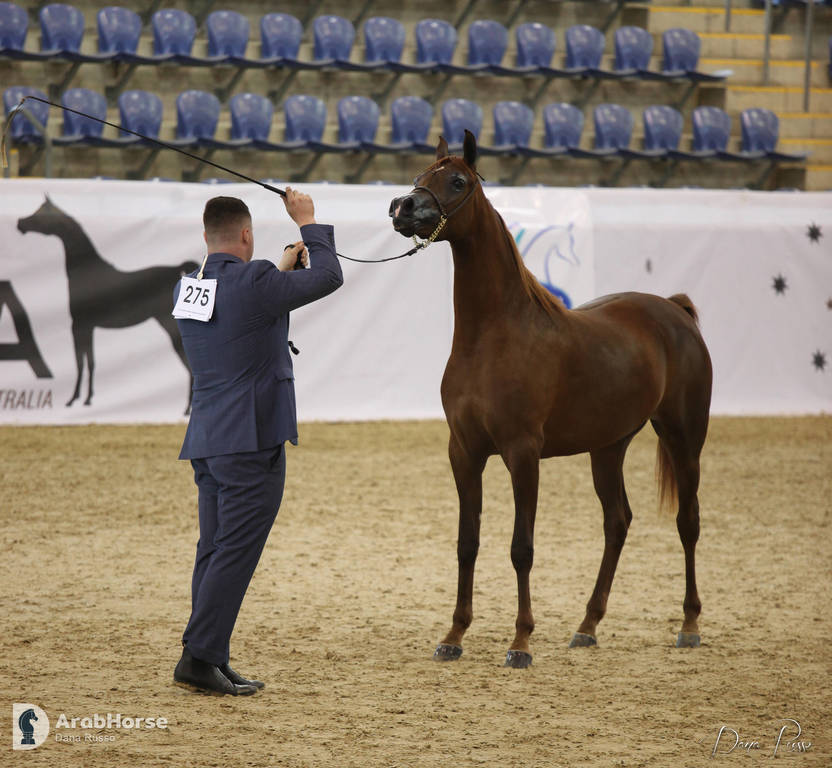 Australian Arabian National Championships 2018