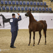 Australian Arabian National Championships 2018