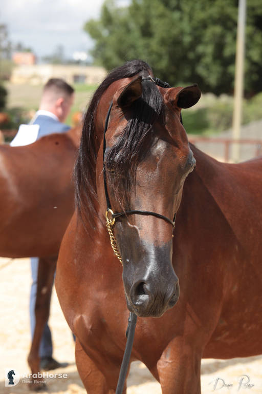 Australian Arabian National Championships 2018