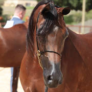 Australian Arabian National Championships 2018