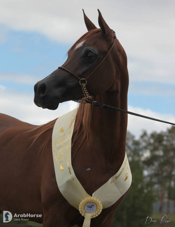 Australian Arabian National Championships 2018