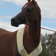 Australian Arabian National Championships 2018