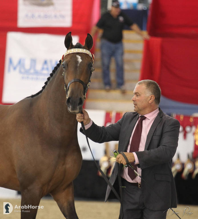 Australian Arabian National Championships 2018