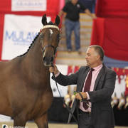 Australian Arabian National Championships 2018