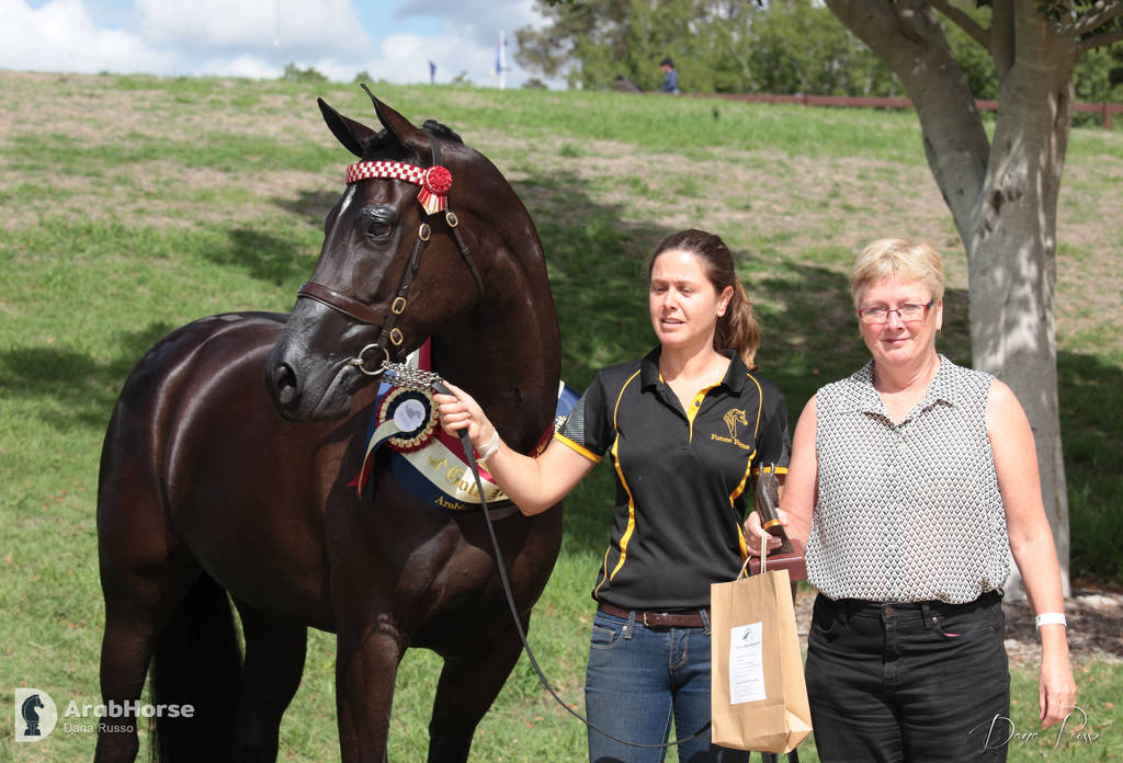Australian Arabian National Championships 2018
