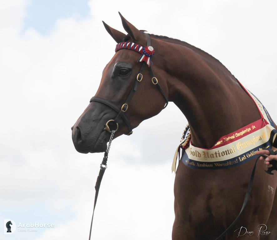 Australian Arabian National Championships 2018