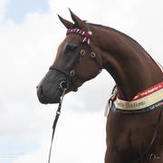 Australian Arabian National Championships 2018