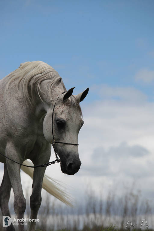 Australian Arabian National Championships 2018