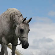 Australian Arabian National Championships 2018