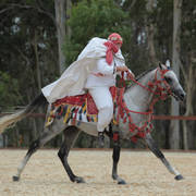 Australian Arabian National Championships 2018